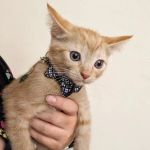 Tolleson Animal Clinic