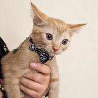 Tolleson Animal Clinic ico
