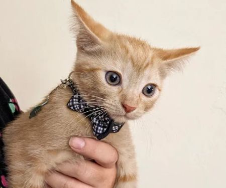 Tolleson Animal Clinic