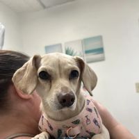 West Phoenix Veterinary Hospital ico