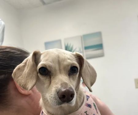 West Phoenix Veterinary Hospital