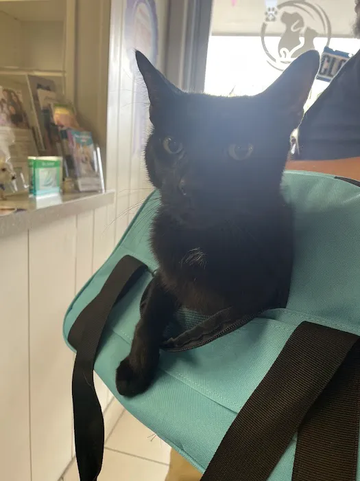 West Phoenix Veterinary Hospital Picture 8