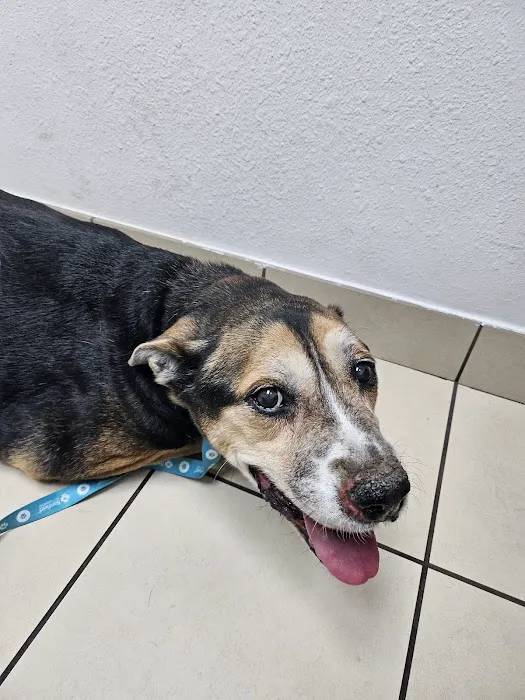 West Phoenix Veterinary Hospital Picture 4