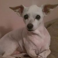 Banfield Pet Hospital ico