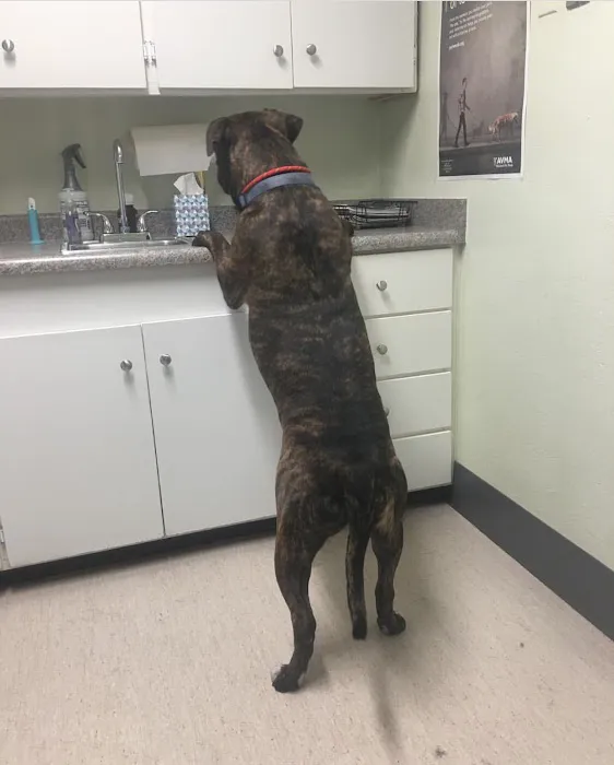 North Central Animal Hospital Picture 8