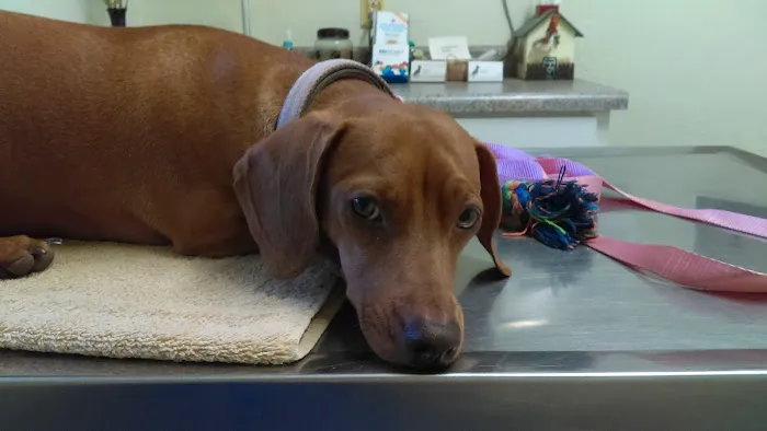 North Central Animal Hospital Picture 7