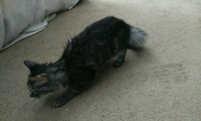 Banfield Pet Hospital Picture 6
