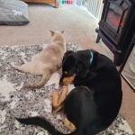 Banfield Pet Hospital
