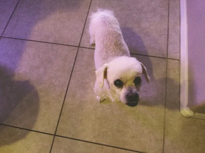 Banfield Pet Hospital Picture 8