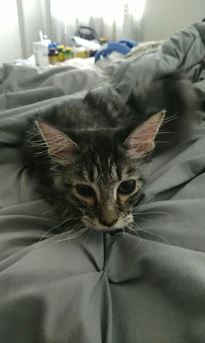 Banfield Pet Hospital Picture 7