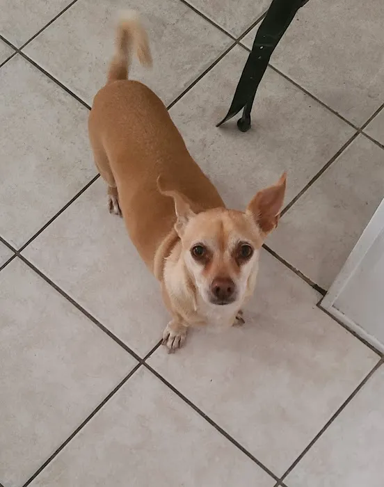 Queen Creek Veterinary Clinic Picture 8