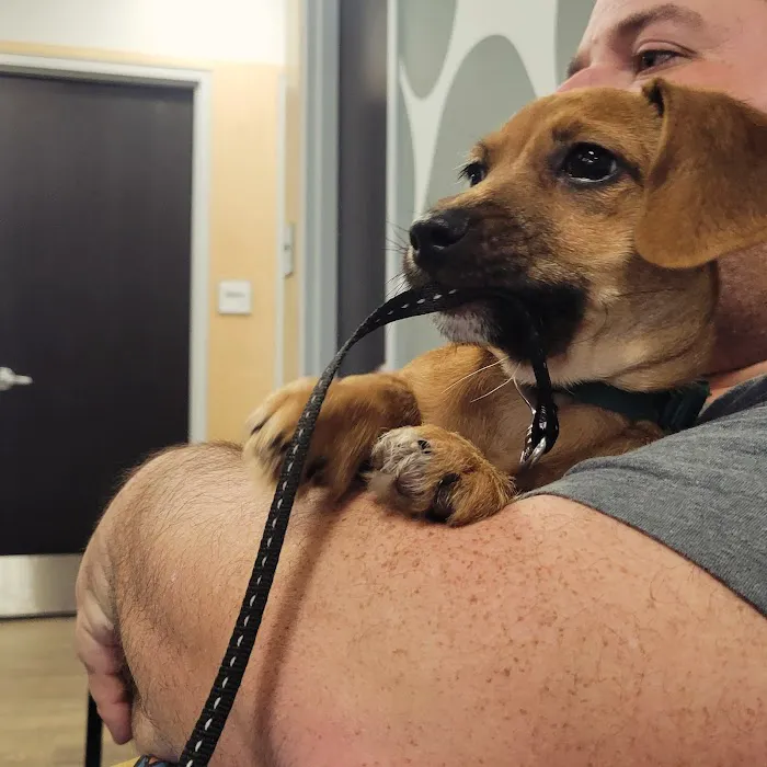 Queen Creek Veterinary Clinic Picture 7