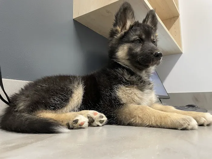 Queen Creek Veterinary Clinic Picture 2