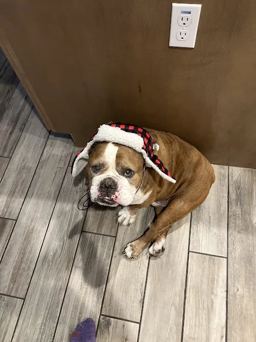 Queen Creek Veterinary Clinic Picture 4