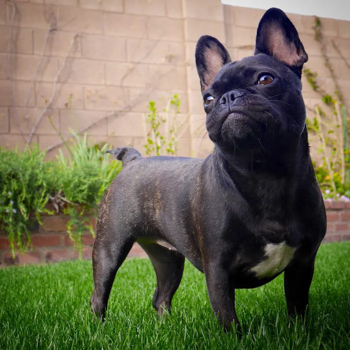 Queen Creek Veterinary Clinic Picture 10