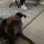 CityVet | Queen Creek