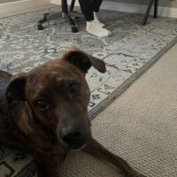 CityVet | Queen Creek ico