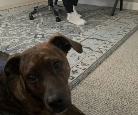 CityVet | Queen Creek