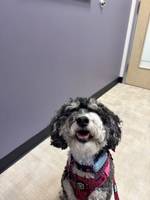 CityVet | Queen Creek Picture 8