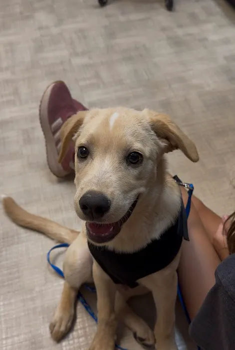 CityVet | Queen Creek Picture 2