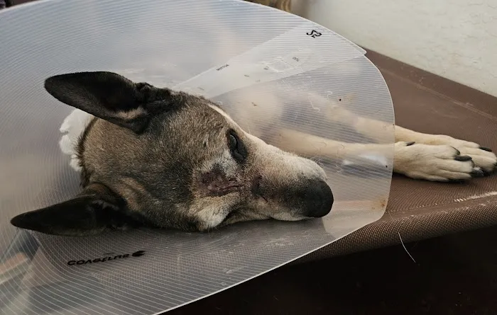 ARISE Veterinary Center Picture 4