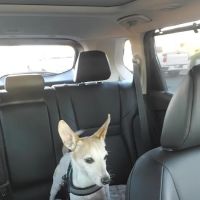 Vetco Vaccination Clinic ico