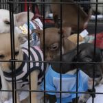 San Tan Animal Hospital