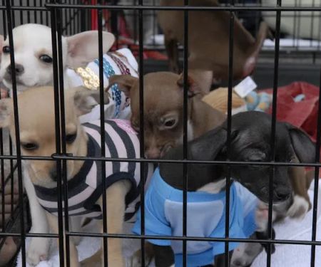 San Tan Animal Hospital