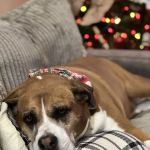 Compassionate Animal Care