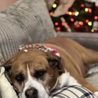 Compassionate Animal Care ico