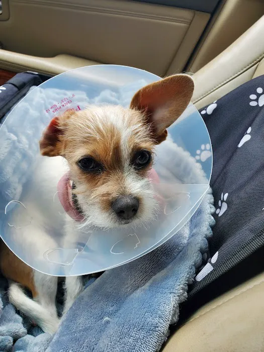 Horizon Animal Hospital Picture 3