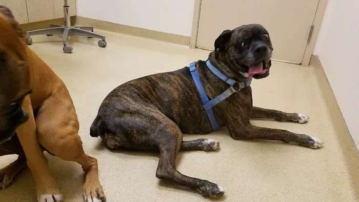 Horizon Animal Hospital Picture 6