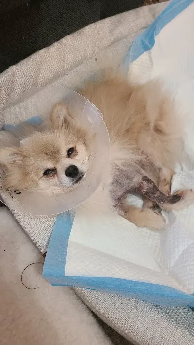 Hillside Animal Hospital Picture 1