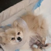 Hillside Animal Hospital ico