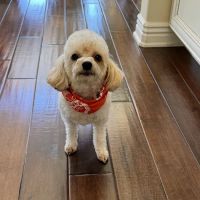 McDowell Mountain Animal Hospital ico