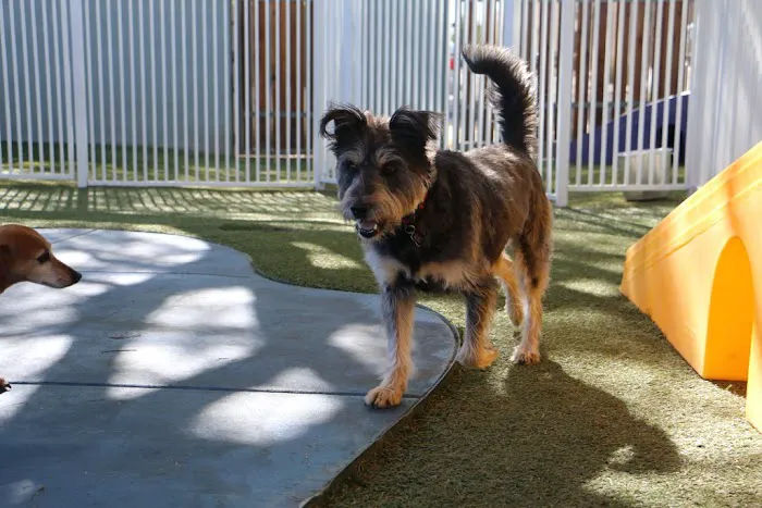 Raintree Pet Resort and Medical Center Picture 3