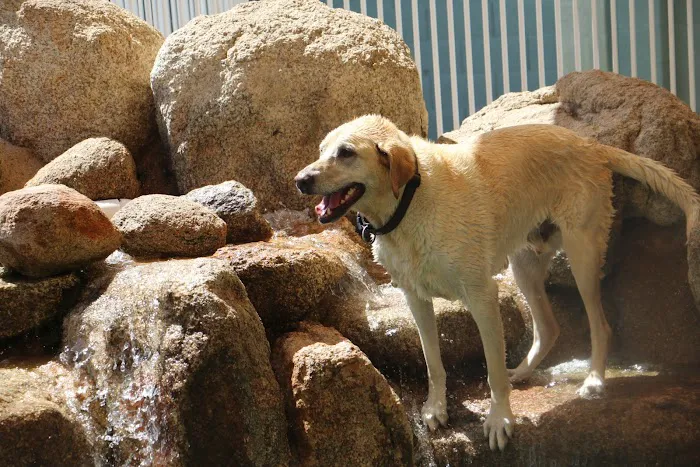 Raintree Pet Resort and Medical Center Picture 5