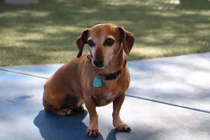 Raintree Pet Resort and Medical Center Picture 10