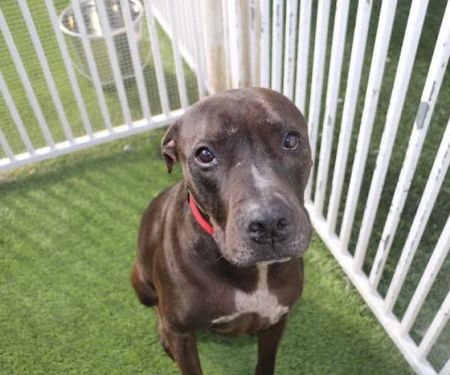 Raintree Pet Resort and Medical Center