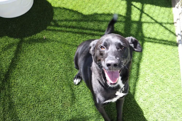 Raintree Pet Resort and Medical Center Picture 6
