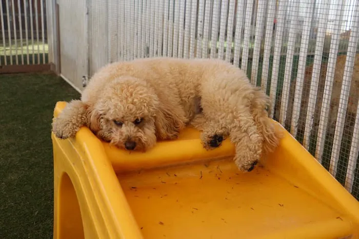 Raintree Pet Resort and Medical Center Picture 4