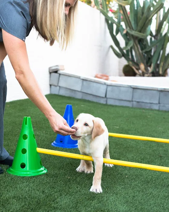Canine Wellness Center Picture 4