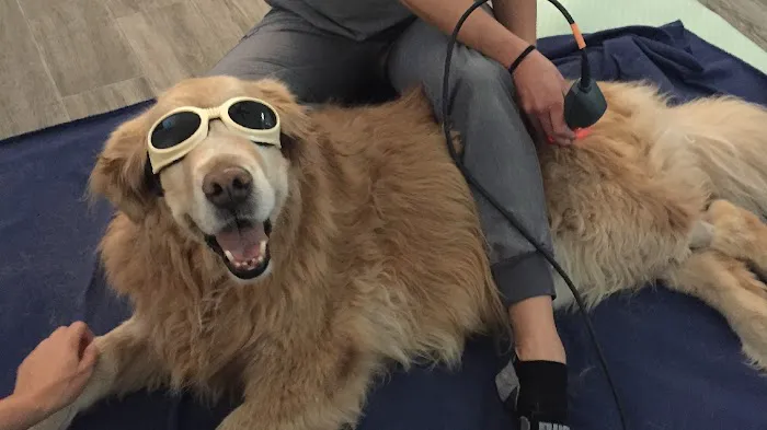 Canine Wellness Center Picture 6
