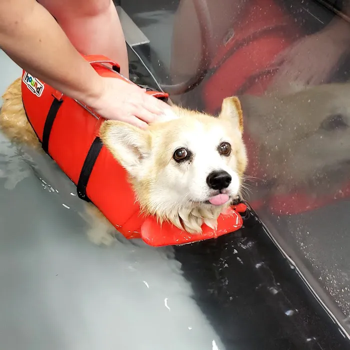 Canine Wellness Center Picture 8