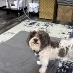 Canine Wellness Center