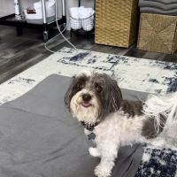 Canine Wellness Center ico