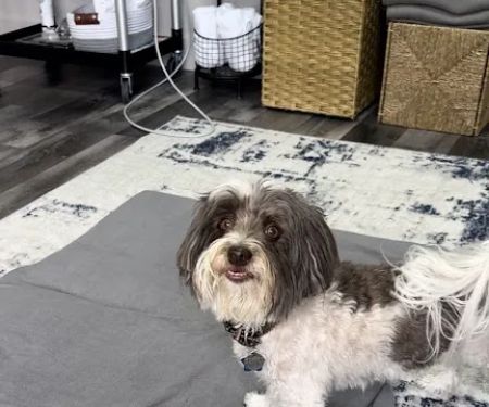 Canine Wellness Center
