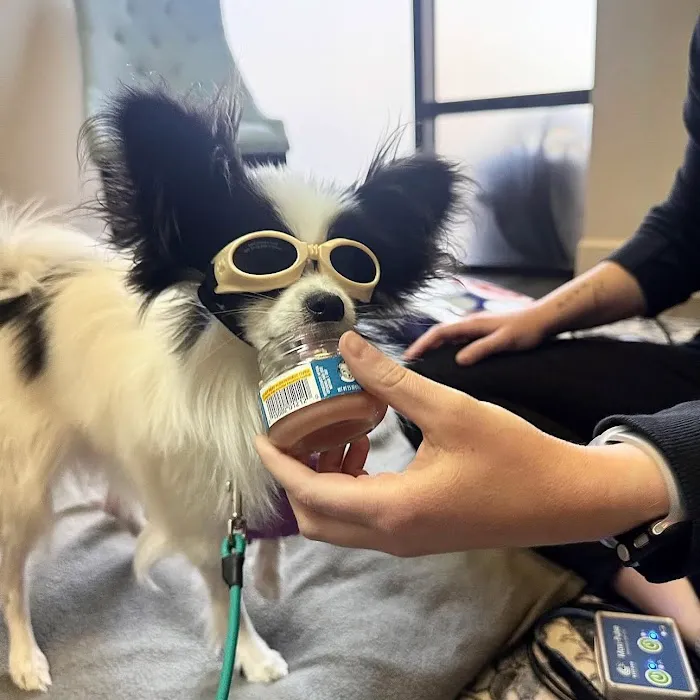Canine Wellness Center Picture 5