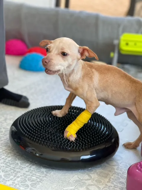 Canine Wellness Center Picture 2