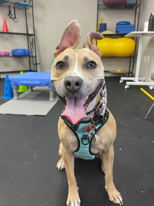 Canine Wellness Center Picture 7